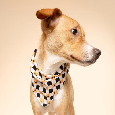 Show full view: The Paws Trick or Treat Dog Bandana, Orange, Small slide 4 of 6