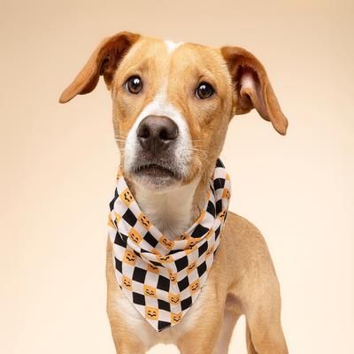 Show full view: The Paws Trick or Treat Dog Bandana, Orange, Small slide 2 of 6