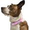 Show in main carousel: Wild One Adjustable Waterproof Flex-Poly Coated Nylon Dog Collar, Bubblegum Pink, Small: 8 to 12-in neck, 3/4-in wide slide 3 of 10