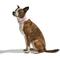 Show in main carousel: Wild One Adjustable Waterproof Flex-Poly Coated Nylon Dog Collar, Bubblegum Pink, Small: 8 to 12-in neck, 3/4-in wide slide 4 of 10