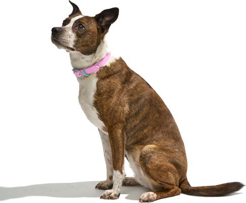 Show full view: Wild One Adjustable Waterproof Flex-Poly Coated Nylon Dog Collar, Bubblegum Pink, Small: 8 to 12-in neck, 3/4-in wide slide 4 of 10