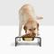 Show in main carousel: Hiddin Smoke Grey Single Dog & Cat Elevated Bowl, Gold, 6.5-cup slide 1 of 8