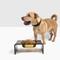 Show in main carousel: Hiddin Smoke Grey Single Dog & Cat Elevated Bowl, Gold, 6.5-cup slide 5 of 8