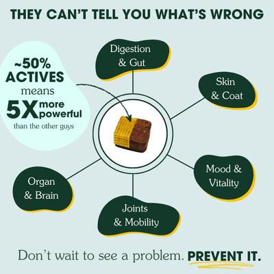 Show full view: Arterra Longevity Beef Flavored Adult Soft Chew Multivitamin Supplement for Dogs, 30 count slide 4 of 13