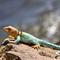 Show in main carousel: Safari Ltd. Collared Lizard Toy Figurine slide 6 of 7