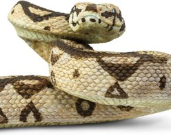 Safari Ltd. Boa Constrictor Figurine