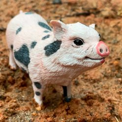 Safari Ltd. Pot-Bellied Pig slide 2 of 5