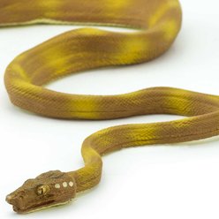 Safari Ltd. Amazon Tree Boa slide 2 of 6