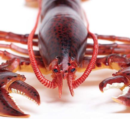 Show full view: Safari Ltd. Maine Lobster slide 2 of 6