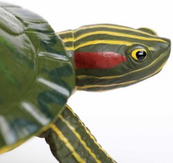 Safari Ltd. Red-Eared Slider Turtle Toy Figurine slide 2 of 6