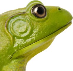 Safari Ltd. American Bullfrog Toy Figurine slide 2 of 6