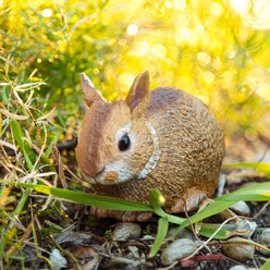 Safari Ltd. Eastern Cottontail Rabbit Baby slide 2 of 6
