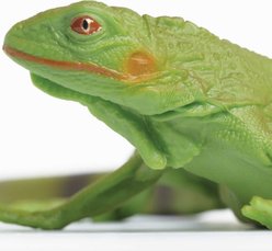 Safari Ltd. Iguana Baby slide 2 of 6