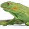 Show in main carousel: Safari Ltd. Iguana Baby slide 4 of 6