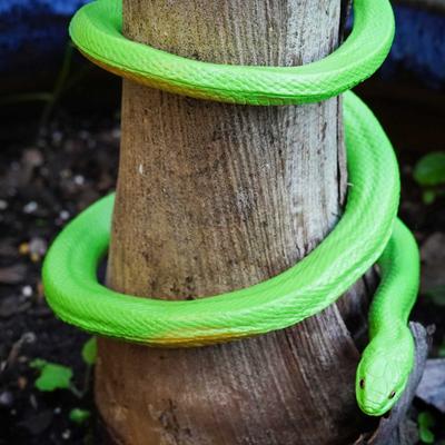 Show full view: Safari Ltd. Rough Green Snake slide 5 of 6