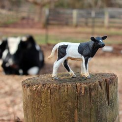 Safari Ltd. Holstein Calf slide 2 of 6