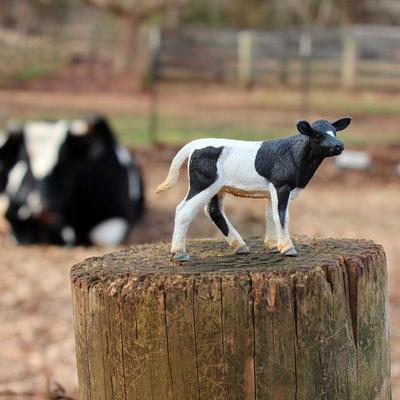 Show full view: Safari Ltd. Holstein Calf slide 6 of 6