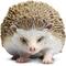 Show in main carousel: Safari Ltd. Hedgehog Figurine slide 1 of 6
