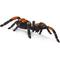 Show in main carousel: Safari Ltd. Orange-Kneed Tarantula slide 2 of 7