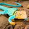 Show in main carousel: Safari Ltd. Collared Lizard Toy Figurine slide 7 of 7