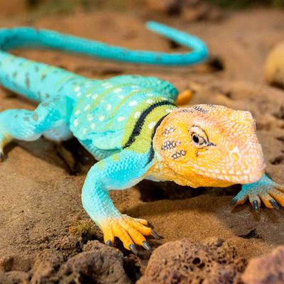 Show full view: Safari Ltd. Collared Lizard Toy Figurine slide 7 of 7