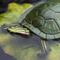 Show in main carousel: Safari Ltd. Red-Eared Slider Turtle Toy Figurine slide 5 of 6