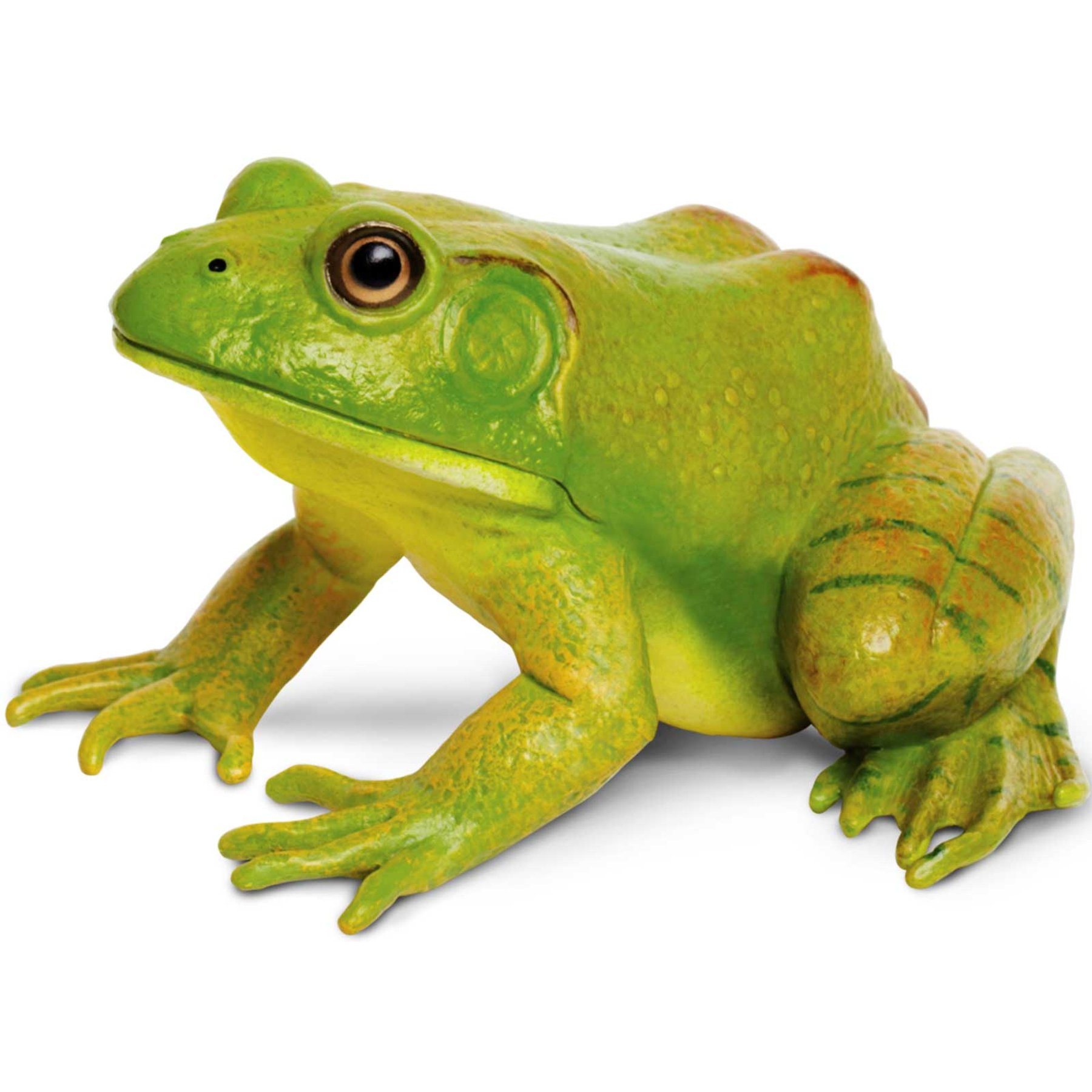 Safari Ltd. American Bullfrog Toy Figurine
