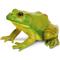 Show in main carousel: Safari Ltd. American Bullfrog Toy Figurine slide 1 of 6