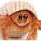 Show in main carousel: Safari Ltd. Hermit Crab Toy Figurine slide 4 of 6