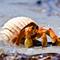 Show in main carousel: Safari Ltd. Hermit Crab Toy Figurine slide 5 of 6