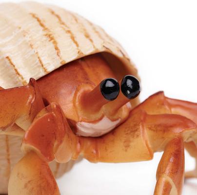 Show full view: Safari Ltd. Hermit Crab Toy Figurine slide 3 of 6
