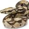Show in main carousel: Safari Ltd. Boa Constrictor Figurine slide 6 of 8