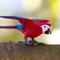 Show in main carousel: Safari Ltd. Green-Winged Macaw Figurine slide 5 of 6