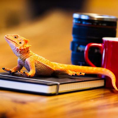 Show full view: Safari Ltd. Bearded Dragon Figurine slide 6 of 6