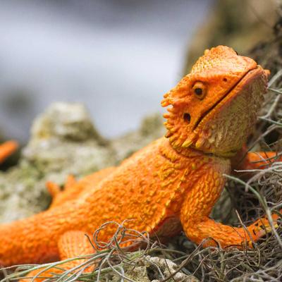 Show full view: Safari Ltd. Bearded Dragon Figurine slide 5 of 6