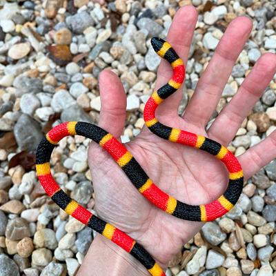 Show full view: Safari Ltd. Coral Snake Baby Figurine slide 5 of 6