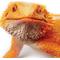 Show in main carousel: Safari Ltd. Bearded Dragon Figurine slide 2 of 6