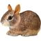 Show in main carousel: Safari Ltd. Eastern Cottontail Rabbit Baby slide 4 of 6