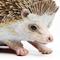 Show in main carousel: Safari Ltd. Hedgehog Figurine slide 2 of 6