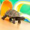 Show in main carousel: Safari Ltd. Tortoise Baby Toy Figurine slide 6 of 6