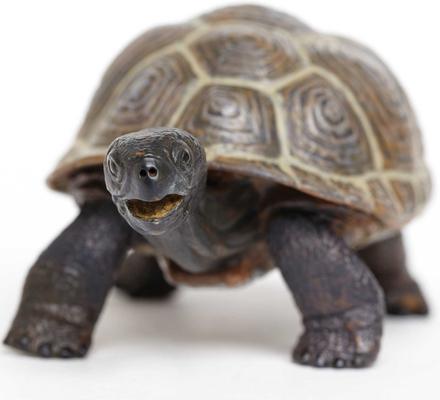 Show full view: Safari Ltd. Tortoise Baby Toy Figurine slide 3 of 6