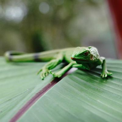 Show full view: Safari Ltd. Iguana Baby slide 6 of 6