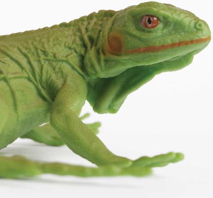 Show full view: Safari Ltd. Iguana Baby slide 2 of 6