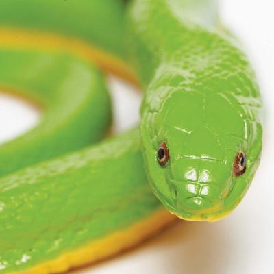 Show full view: Safari Ltd. Rough Green Snake slide 4 of 6