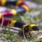 Show in main carousel: Safari Ltd. Coral Snake Figurine slide 6 of 7