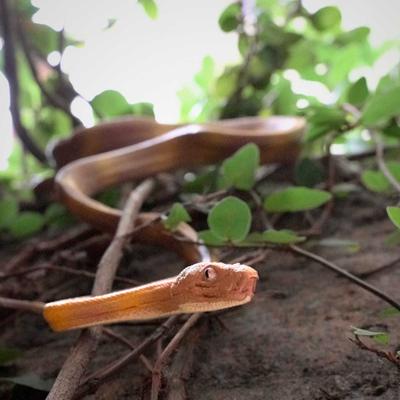 Show full view: Safari Ltd. Amazon Tree Boa slide 5 of 6