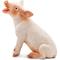 Show in main carousel: Safari Ltd. Sitting Piglet Toy Figurine slide 1 of 6