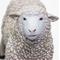 Show in main carousel: Safari Ltd. Sheep Figurine slide 5 of 7