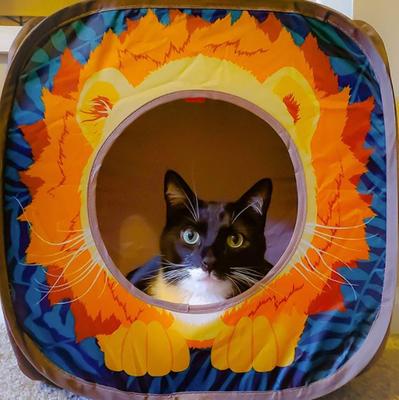 Show full view: Kitty City Safari Jungle Combo Collapsible Cat House slide 2 of 10