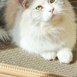 Fairela 16.9-in Oil Painting Cat Scratcher, Blue slide 2 of 9